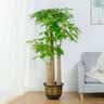 芙洛拉花园【2小时达】发财树绿萝金钱树散尾葵天堂鸟大型绿植室内开业乔迁 单杆发财树 实拍图