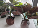 竹节海棠花卉盆栽大叶斑点易活四季阳台观叶秋海棠木本绿植物好养 3年苗25-30高【原盆发货】 实拍图