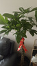 叹为观止大型植物发财树各种大颗盆栽开业乔迁客厅办公室内好养大型花卉 辫子发财树【1.2-1.4米】 含盆 实拍图