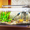 森森（SUNSUN）鱼缸加热棒自动恒温水族箱防爆加热器鱼缸水族用品 高硼硅玻璃50W(18cm长) 实拍图