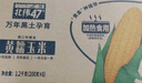 北纬47° 黄糯玉米2.4斤(200g*6根) 东北粘黏鲜玉米棒真空包装  早餐苞米 实拍图