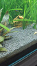 汉洋（ WATERWEEDS INDUSTRY）亚马逊水草泥和种子鱼缸底砂水草缸造景套餐水藻泥种植土粗粒2L 实拍图