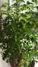 京云梦 清香胡椒木防蚊虫驱蚊草绿植盆栽客厅大苗+鸟语花香盆源头直发 实拍图