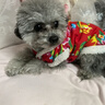 普安特宠物狗狗驱虫药犬体内外同驱跳蚤犬虱非泼罗尼爱滴克+内驱 实拍图