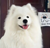佩玛思特PetMaster黑金系列全价狗粮美肌美毛犬粮5.4kg护肤靓毛活力焕发 实拍图