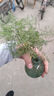 佰花锦水培植物室内花卉绿植盆栽办公室四季常青好养活桌面盆景懒人首选 水培小玻璃瓶+袖珍椰子+圆形底座 整体高度约10-20cm/不同植物高度不同 实拍图