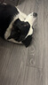 贵为（GiGwi）狗狗玩具飞盘边牧中大型犬户外训练巡回互动游戏专业飞盘宠物玩具 实拍图