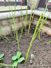 6颗6年蔷薇花苗四季开花蔷薇牡丹花苗正宗精品蔷薇爬藤大花浓香庭院植物盆栽花卉玫瑰月季爬墙玫瑰墙薇 大爆炸6年苗【4号】6颗 实拍图