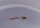 孔雀鱼天使鱼 纯种观赏鱼淡水好养热带小型观赏鱼 孔雀鱼随机1条送鱼食 实拍图