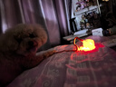 【京东快递】猫咪玩具自嗨解闷智能逗猫球自动逗猫遛猫遛狗突突球 奢华版【带绳款宠物球】 实拍图