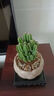 创享绿洲禅意莲花盆万重山仙人掌多肉植物花卉绿植盆栽阳台四季好养易活 万重山莲花盆+黄金沙+方底座 实拍图