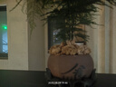 开时果 文竹盆栽桌面摆件盆景 办公室植物竹子水培绿植盆景源头直发包邮 舍得紫砂盆+苔藓+底托 实拍图