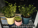 爱丽思（IRIS）特大号圆形花盆种树庭院超大加厚大盆景树木无花果蓝莓果树种植盆 9号绿色 约7L (口径26.7cm) 实拍图