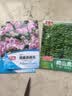 【亏本冲量】新品爬山虎种子四季青三叶地锦阳台庭院爬藤观叶植物 绿爬山虎种子/包约40粒 一包 实拍图