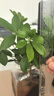 【八方来财】发财树鸭脚木盆栽四季常青桌面防辐射花卉盆景 八方来财25-35厘米4颗【原盆】 送肥料 实拍图