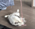 法米娜（Farmina）减肥猫粮石榴鸡肉绝育成猫粮5kg 控制体重进口猫粮 实拍图