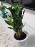 绿有意步步高观音竹富贵荷花竹水养土培盆栽室内桌摆植物吸甲醛水培植物 步步高富贵竹（灰色繁星盆） 含盆 实拍图