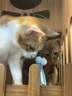HOUYA猫隧道加长款可折叠宠物用品通道钻洞猫玩具自嗨解闷 实拍图