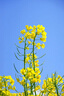百雀羚（PECHOIN）【种草盒子】5g胶原面膜+皙白四联包焕亮补水礼盒 实拍图
