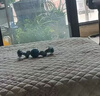 【京东快递】宠物玩具 狗狗玩具棉绳双结球耐咬洁牙球宠物用品 蓝色双结带球耐咬结实玩具 全适用 实拍图