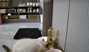华元宠具（hoopet）猫碗双碗自动饮水碗猫咪猫粮食盆宠物狗狗碗不锈钢饭盆猫喝水喂食 实拍图