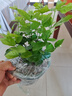 开时果 茉莉花盆栽浓香型 桌面绿植物阳台花卉树苗盆景摆件源头直发包邮 精品茉莉花5-10株【原生盆】 实拍图
