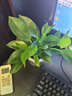 绿有意金钻盆栽植物水培绿植花卉多肉办公室内去吸除甲醛铂金钻绿公主 推荐款】金钻25-30cm3棵(早安盆) 含盆 实拍图