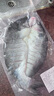 往牧叉尾鮰鱼 免处理 青江鱼 烤鱼精品  腌制半成品 冷冻生鲜 江团鱼 【精品加大3条】净重1.6-1.8斤/条 实拍图