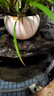 森森（SUNSUN）耀蓝鱼缸水泵小型潜水泵过滤泵抽水泵YQP-300 3W 实拍图