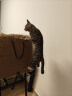 疯狂的主人猫抓板窝碗形大号猫抓盆不掉屑猫窝宠物猫玩具瓦楞纸猫爪板 实拍图