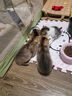 疯狂的主人猫草+6袋小麦种子盆栽无土水培薄荷化去毛球助排毛猫咪零食成幼猫 实拍图