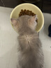 皇家（ROYAL CANIN）猫粮慕斯猫罐头湿粮奶糕幼猫粮全价粮 欧洲原装进口猫咪主食罐头 【新客尝鲜】猫奶糕罐头195g*1罐 实拍图