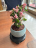 开时果 金枝玉叶盆栽多肉植物盆景 办公室内桌面花卉小绿植源头直发包邮 【热销款】哥窑浅蓝盆+苔藓+底托 实拍图