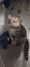 奥丁（ODIN）猫粮 鲜肉美毛 幼猫成猫美短英短蓝猫暹罗猫 鱼肉味天然猫粮2kg 实拍图