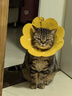 欢宠网伊丽莎白圈猫狗宠物猫咪狗狗绝育项圈软头套脖套防舔防咬脖圈耻辱 实拍图