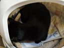 疯狂的主人 猫抓板窝超大号圆形不掉屑耐磨一体猫窝磨爪猫咪玩具 实拍图
