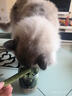 HELLOJOY猫草棒猫咪磨牙棒零食猫草冻干成幼猫化毛球排毛猫草片 80g/罐 实拍图