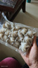 金唐野生八爪鱼净重400g（14-17只）去牙去脏小章鱼 海鲜火锅烧烤食材 实拍图