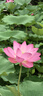 绿巨能（llano）适用佳能NB-11L相机电池充电器IXUS185/285HS/265HS/a4000/NB11LH等电池底座通用 实拍图