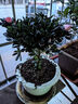 开时果 杜鹃花盆栽带花苞发货 四季开花鲜花卉绿植物盆景源头直发包邮 【带花苞发货】大号【红色+粉色】2盆杜鹃花+原生盆 实拍图