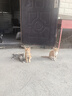 麦富迪猫粮 超肉粒冻干双拼粮10kg 成猫（冻干三文鱼） 实拍图
