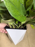 双盟绿萝盆栽除甲醛花卉绿植办公室新房净化空气180菱形3盆源头直发 实拍图