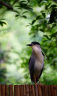 适马（SIGMA）70-200mm F2.8 DG DN OS | Sports 全画幅微单 恒定大光圈变焦镜头70200（索尼E卡口） 实拍图