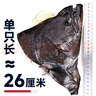 卖鱼七郎 格陵兰超大鲽鱼头1斤 深海鸦片鱼头比目鱼头海鲜水产鱼类 实拍图