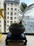 佰花锦新中式铁树小盆栽好养耐活四季常青办公室室内桌面精致小盆景 铁树宝宝+懒人吸水盆 整体高度11-20cm 实拍图