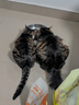 怡亲猫粮全价全阶段鲜肉猫粮高适口性增肥美毛双拼冻干猫粮5kg蓝猫 实拍图