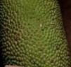 南业果（NANYEGUO）海南三亚菠萝蜜现摘现发新鲜当季水果当季黄肉干苞菠萝蜜一整个 净重30-35斤 实拍图