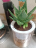萌肉居芦荟盆栽室内外多肉植物花卉不夜城观赏芦荟+早安盆源头直发 实拍图