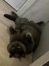 海洋之星冰川三文鱼烘焙猫粮 幼猫成猫粮美毛 全价鲜肉粮5kg 实拍图