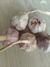 京喜自营精选大蒜水果蒜调料蔬菜火锅烧烤牛肉小龙虾食材 优惠5-6头 100g 单果3.5-5cm 实拍图